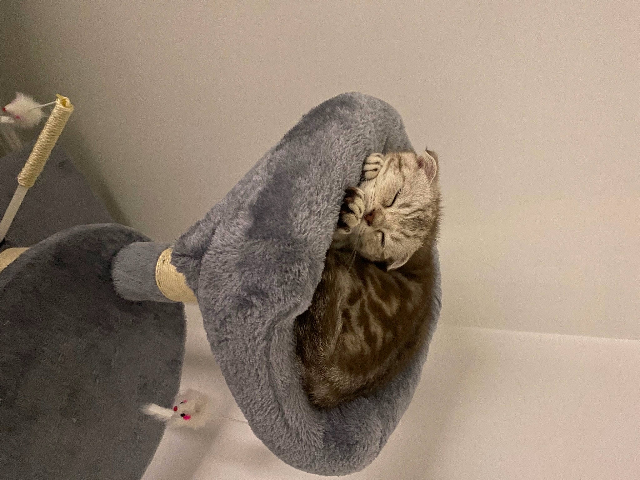 Chai is registered to the contest to win money with this photo: art, artifact, beard, carving, chair, eye, fur, grey, jaw, plant, rock, room, sculpture, snout, statue, stuffed_toy, tree, visual_arts, wood, wool