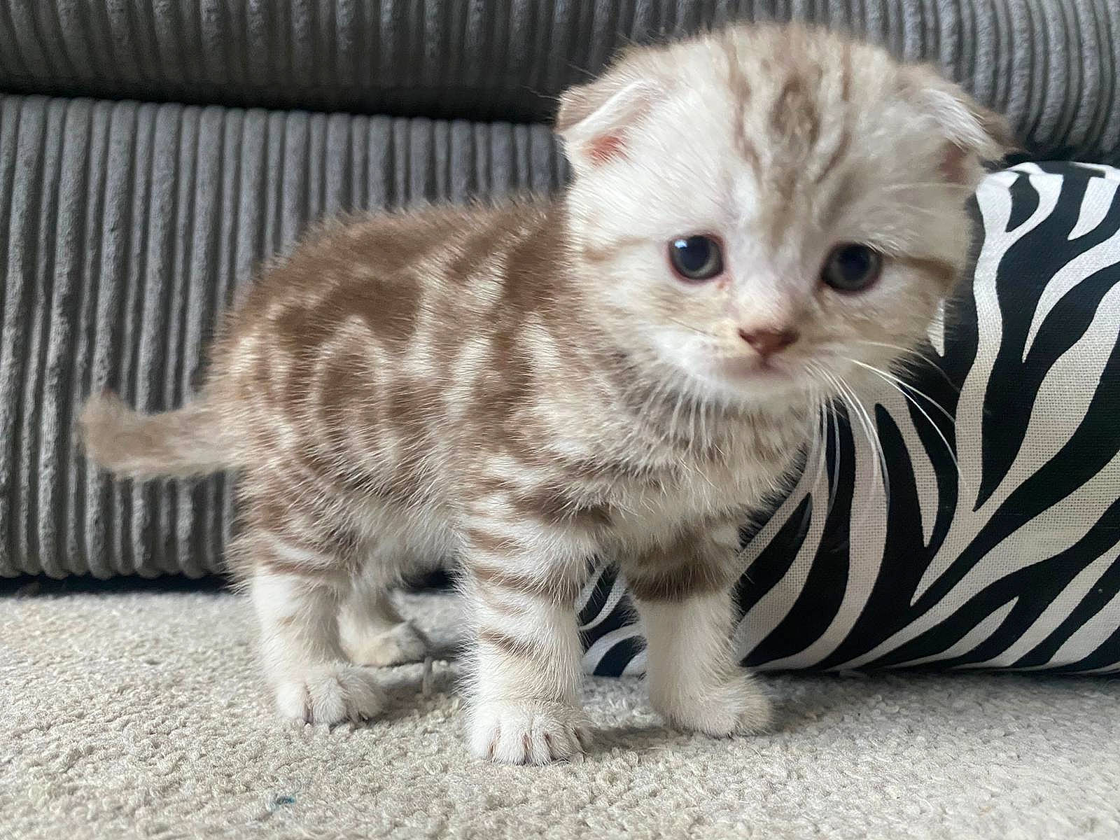 Chai is registered to the contest to win money with this photo: carnivore, cat, claw, comfort, couch, domestic_short_haired_cat, fawn, felidae, fur, paw, small_to_medium_sized_cats, snout, tail, terrestrial_animal, whiskers