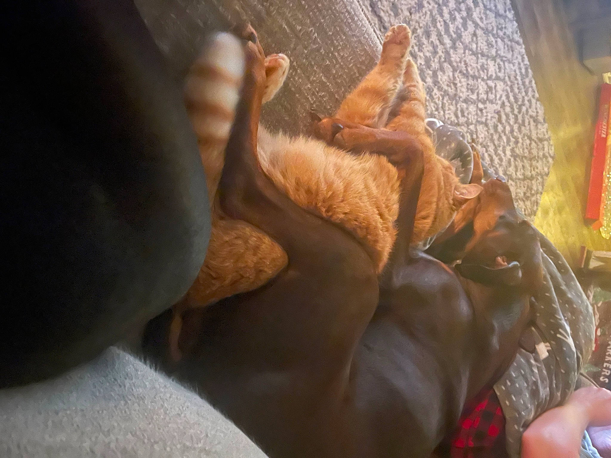 Booboo joined the competition — help win amazing prizes! carnivore, comfort, companion_dog, dog_breed, fawn, felidae, finger, foot, fur, gesture, human_leg, linens, nail, paw, small_to_medium_sized_cats, sporting_group, tail, thigh, whiskers, wood