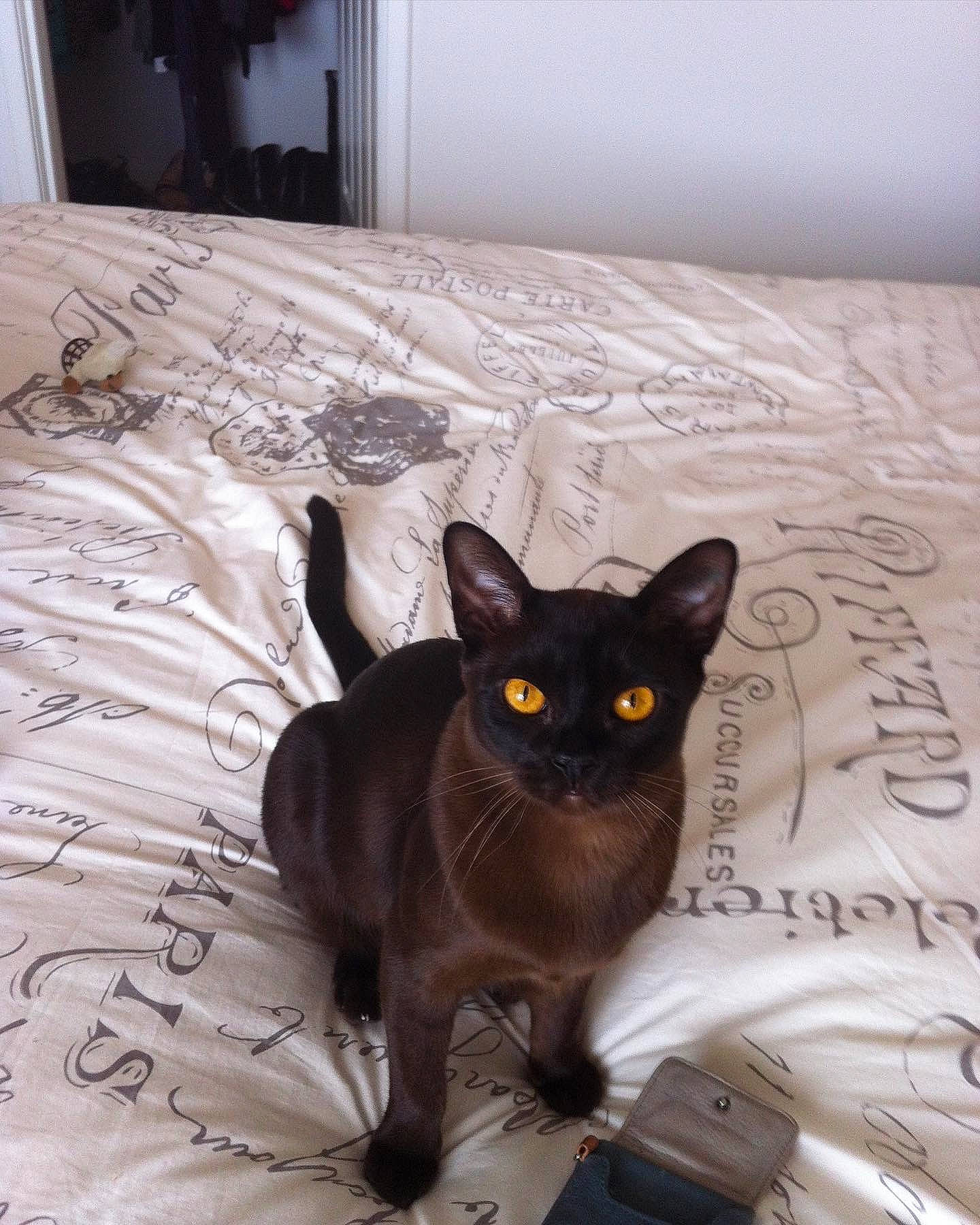 Rocco joined the competition — help win amazing prizes! black_cat, bombay, carnivore, cat, comfort, domestic_short_haired_cat, fawn, felidae, floor, flooring, fur, grey, hardwood, linens, siamese, small_to_medium_sized_cats, snout, tail, whiskers, wood