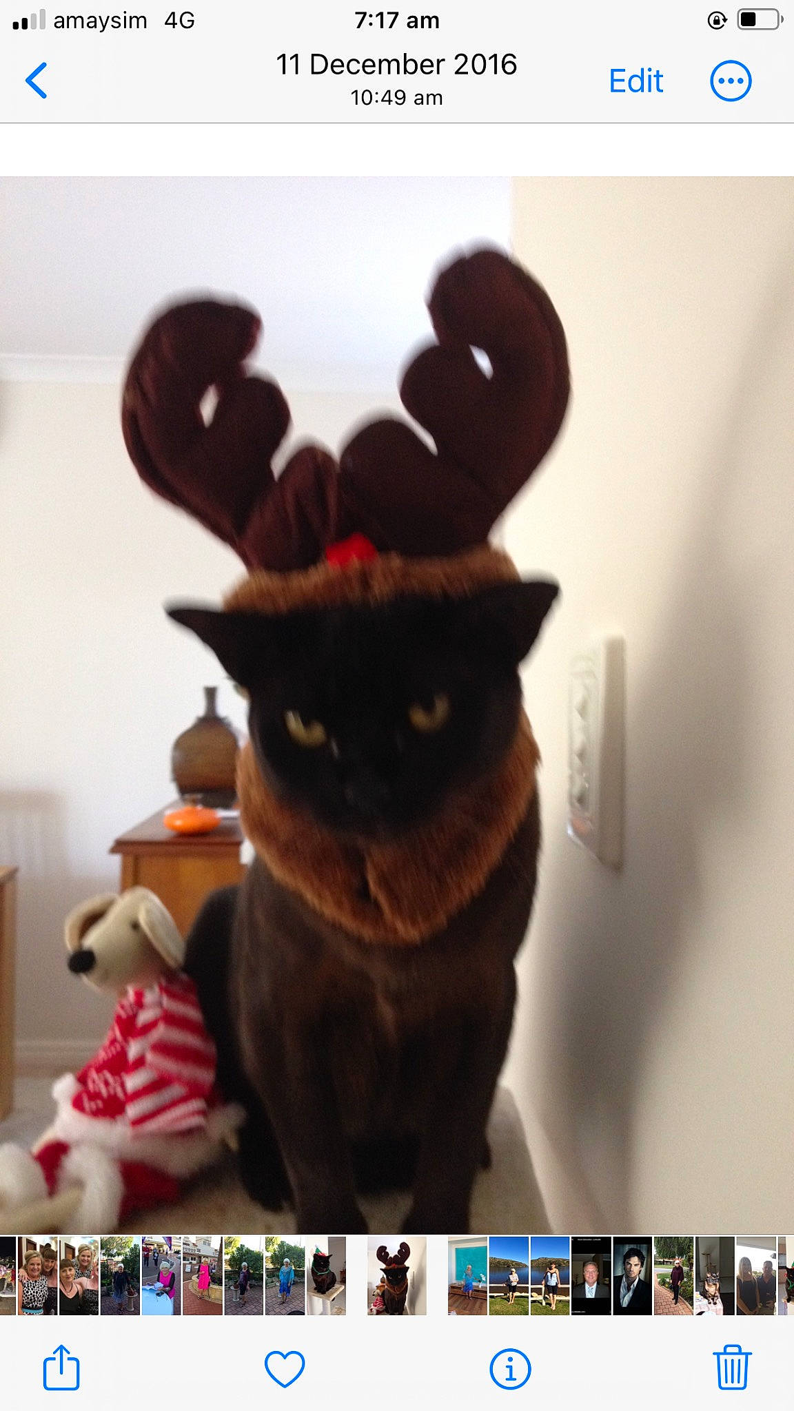 Rocco joined the competition — help win amazing prizes! black_cat, cat, event, fashion_accessory, fawn, felidae, fictional_character, font, fur, gesture, multimedia_software, photo_caption, plush, rabbits_and_hares, screenshot, small_to_medium_sized_cats, stuffed_toy, tail, whiskers, working_animal