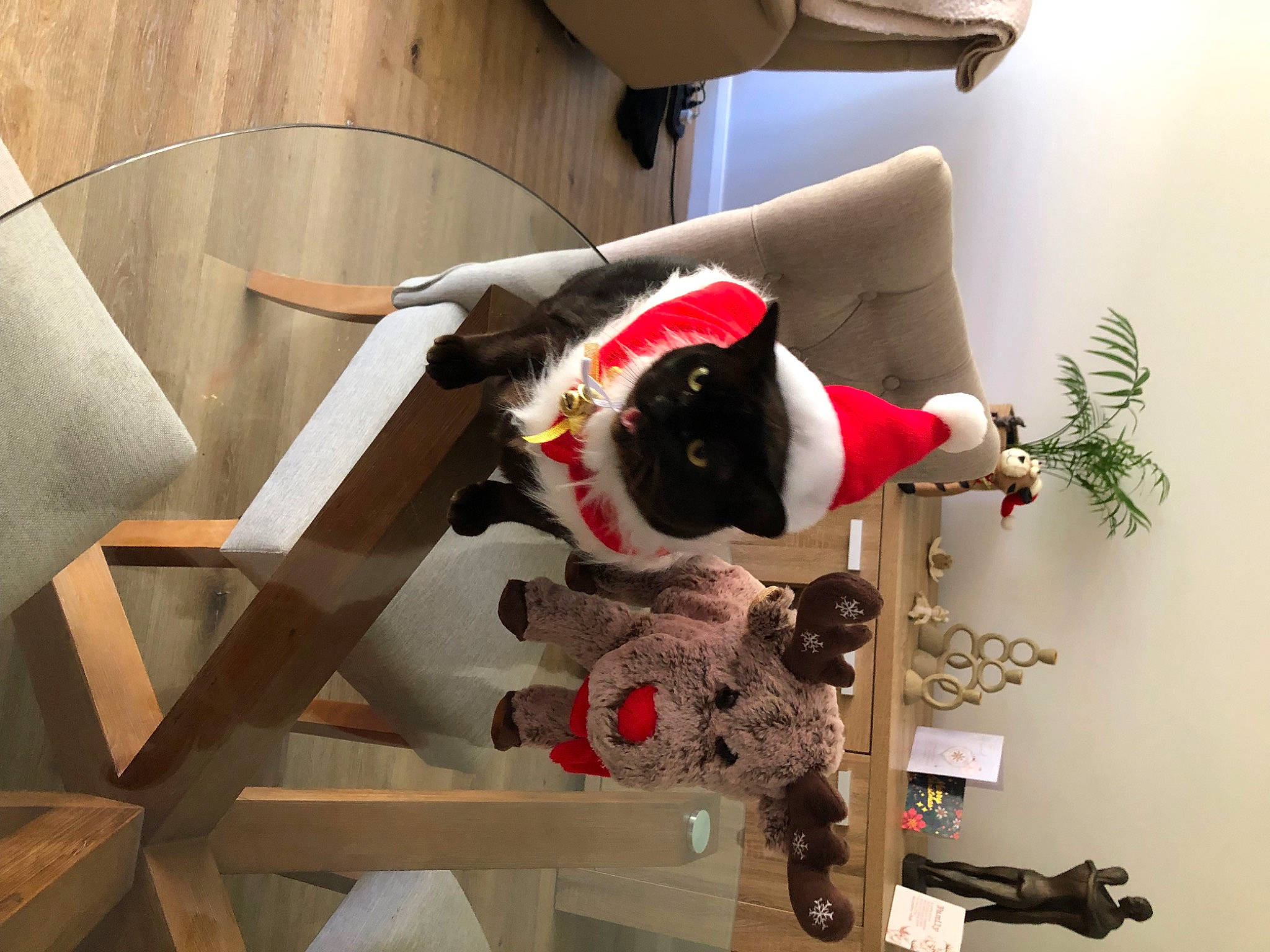 Rocco joined the competition — help win amazing prizes! carmine, comfort, fur, houseplant, plant, room, shelf, shelving, stuffed_toy, toy, wood