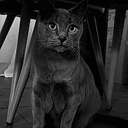 Gauthier a rejoint le concours — aidez-le/la à gagner de superbes lots ! cat, animal, pet, indoor, chair, wooden_legs, floor, black_and_white, whiskers, curious, feline, sitting, portrait, close_up, eyes, furniture, domestic, quiet, flooring, shadow