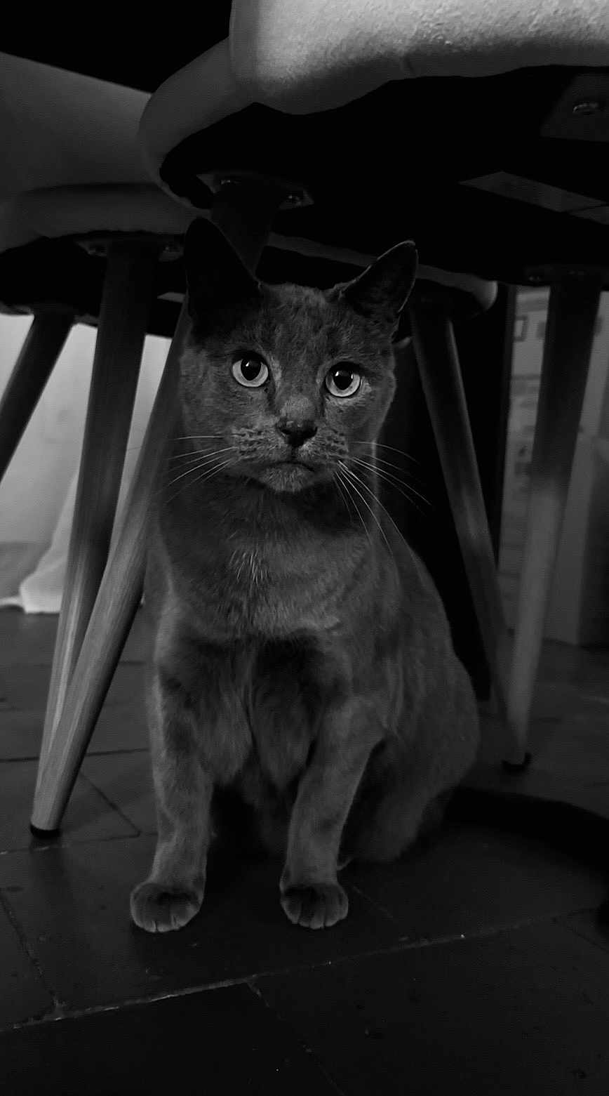 Gauthier a rejoint le concours — aidez-le/la à gagner de superbes lots ! cat, animal, pet, indoor, chair, wooden_legs, floor, black_and_white, whiskers, curious, feline, sitting, portrait, close_up, eyes, furniture, domestic, quiet, flooring, shadow