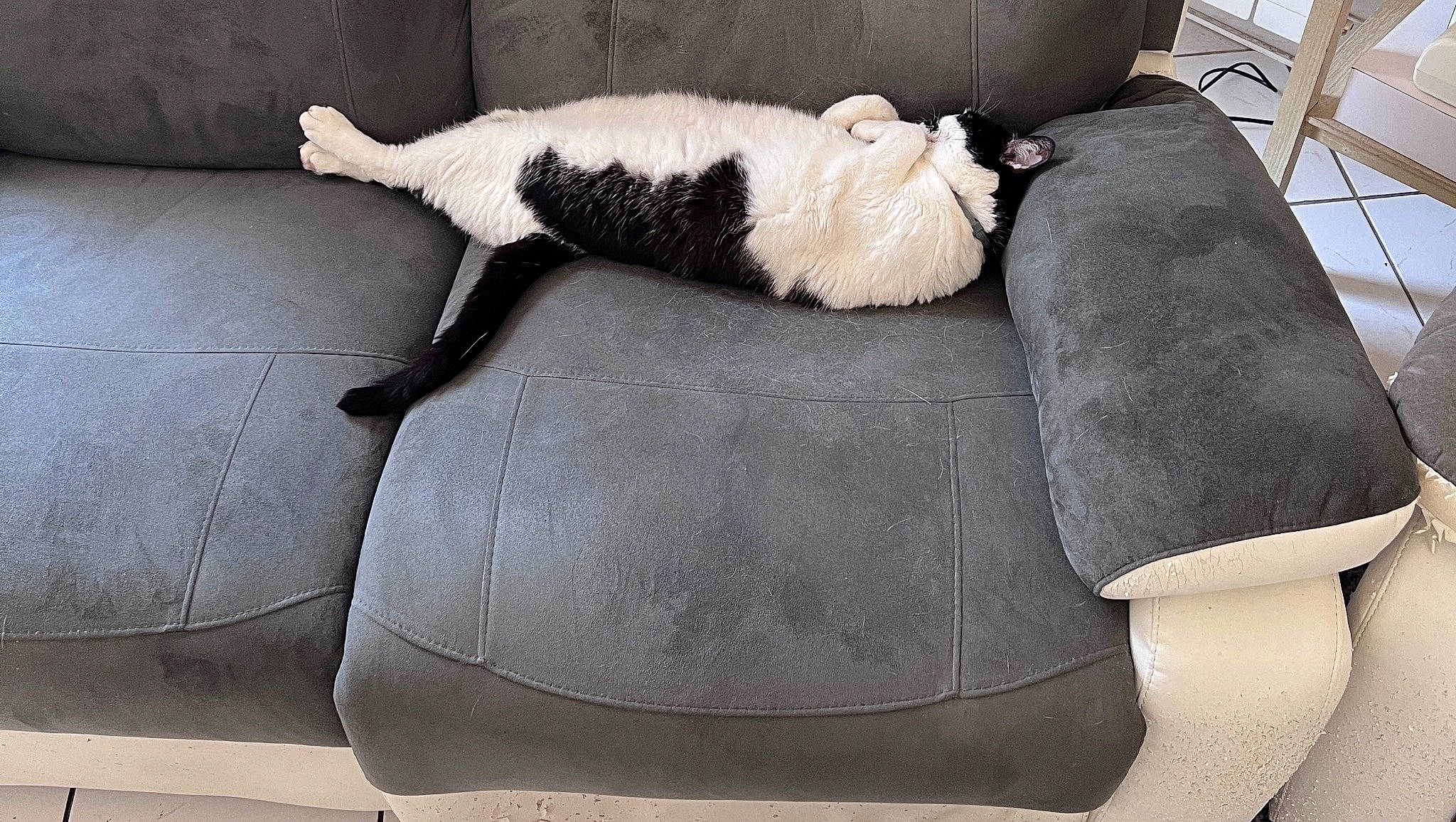 Mimine participe au concours pour gagner de l'argent avec cette photo : black, carnivore, cat, comfort, companion_dog, couch, dog_breed, felidae, floor, flooring, fur, grey, linens, mammal, small_to_medium_sized_cats, studio_couch, tail, textile, vertebrate, whiskers