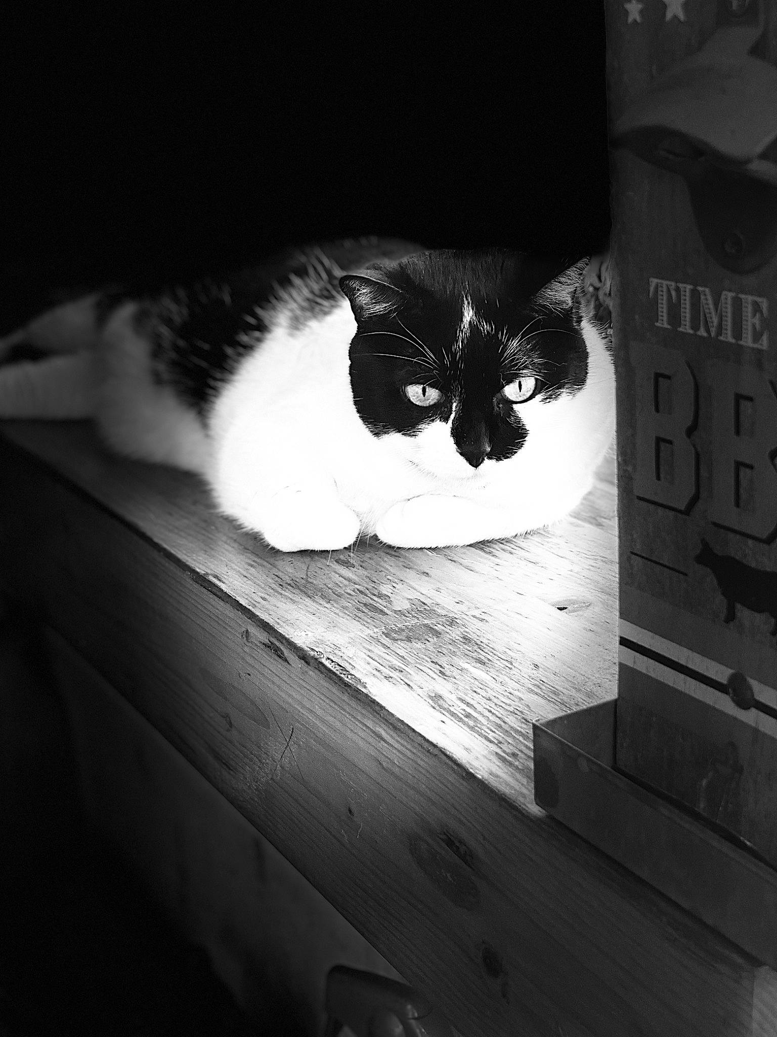 Mimine a rejoint le concours — aidez-le/la à gagner de superbes lots ! black_and_white, carnivore, cat, comfort, darkness, domestic_short_haired_cat, felidae, flash_photography, fur, monochrome, monochrome_photography, rectangle, small_to_medium_sized_cats, snout, still_life_photography, style, tail, tints_and_shades, whiskers, wood