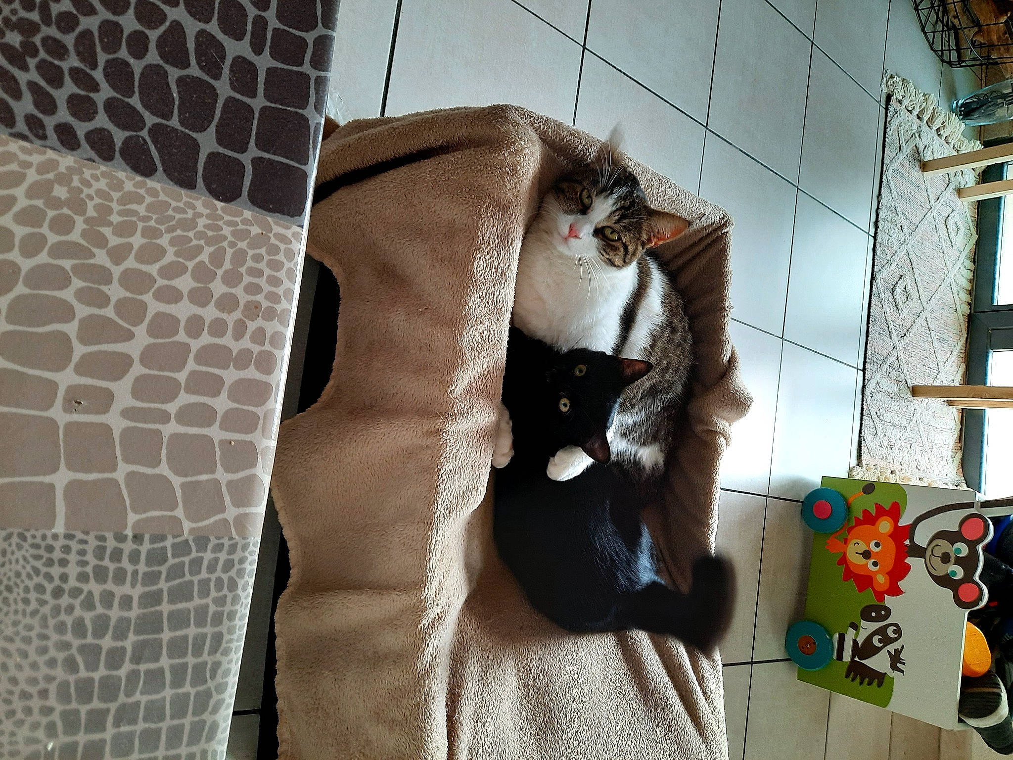 Kirikou participe au concours pour gagner de l'argent avec cette photo : carnivore, cat, felidae, fur, kitten, small_to_medium_sized_cats, tail, whiskers