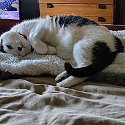 Ricky joined the competition — help win amazing prizes! animal, bed, black_spots, blanket, cat, cozy, curious, domestic, dresser, fluffy, fur, furniture, home, indoor, pet, relaxed, resting, sleepy, television, white_cat