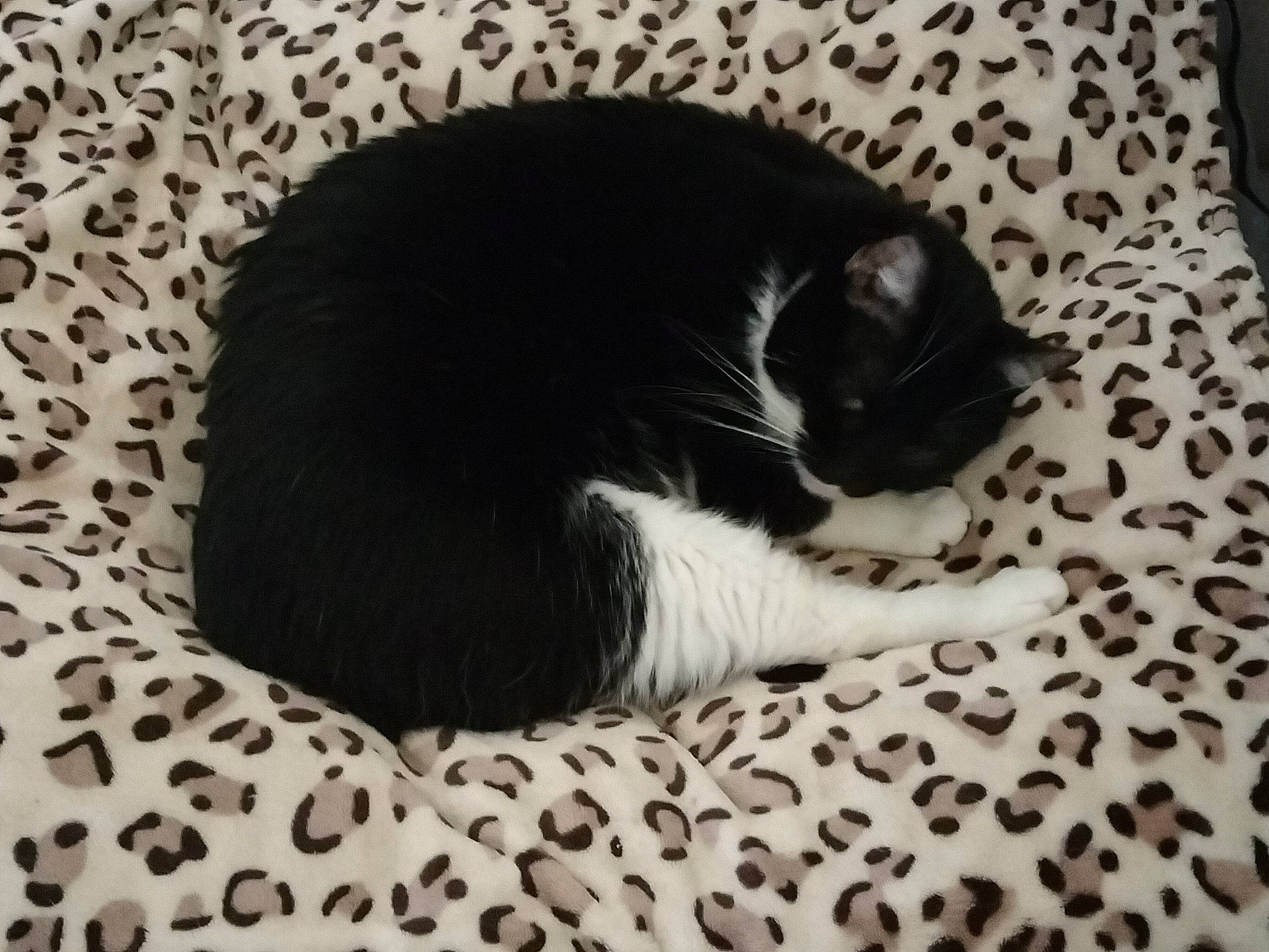 Pogba participe au concours pour gagner de l'argent avec cette photo : carnivore, cat, cat_supply, comfort, domestic_short_haired_cat, felidae, flooring, fur, grey, linens, monochrome, monochrome_photography, nap, pattern, paw, small_to_medium_sized_cats, snout, tail, terrestrial_animal, whiskers