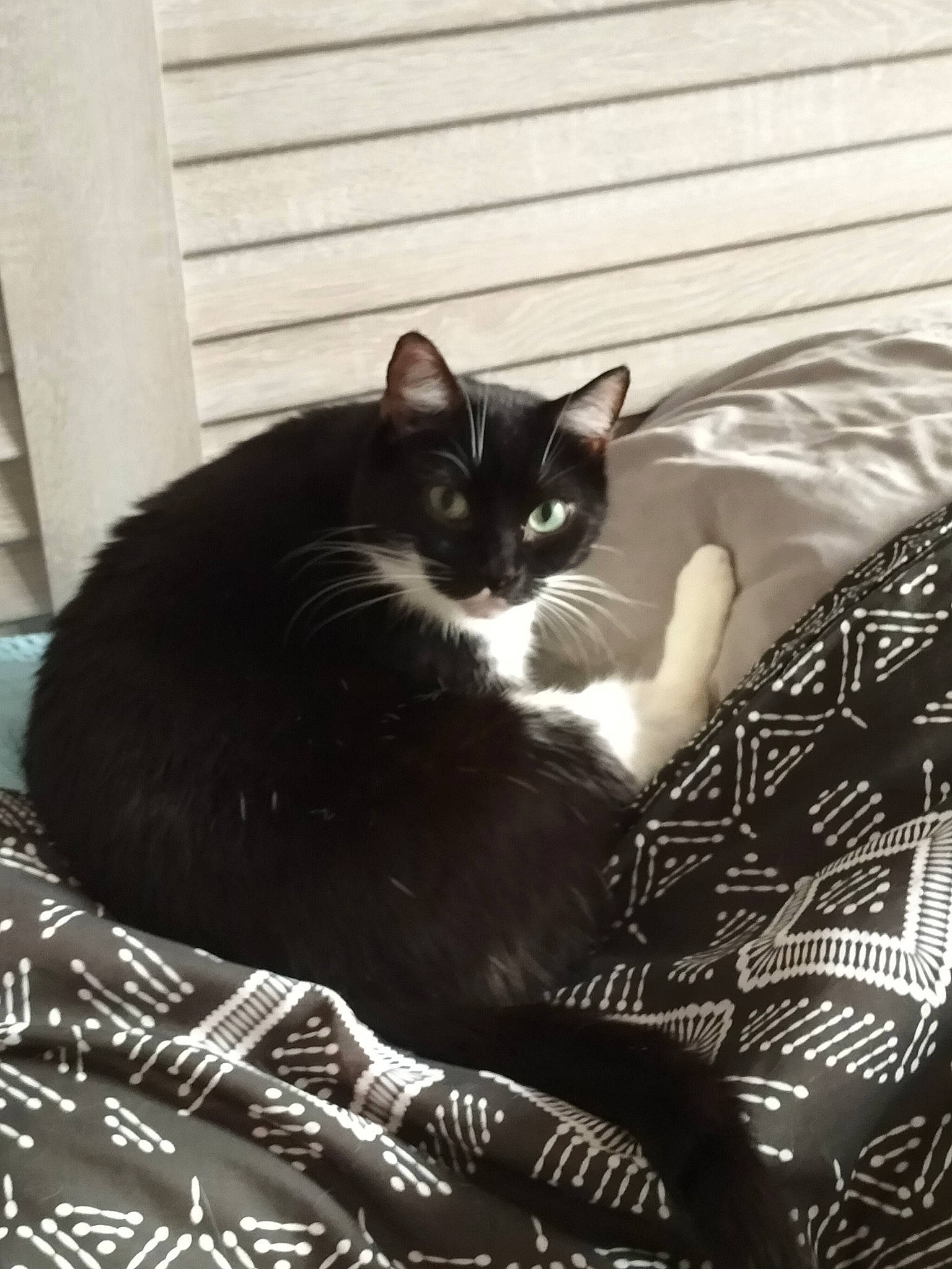 Pogba participe au concours pour gagner de l'argent avec cette photo : black_and_white, black_cat, carnivore, cat, comfort, darkness, domestic_short_haired_cat, felidae, fur, monochrome, monochrome_photography, sitting, small_to_medium_sized_cats, tail, tree, whiskers