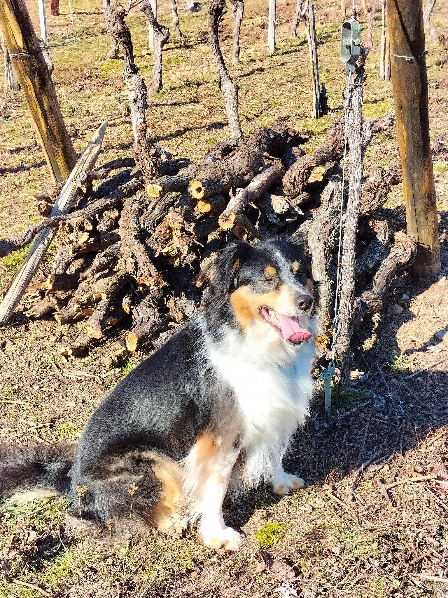 Intello participe au concours pour gagner de l'argent avec cette photo : ancient_dog_breeds, carnivore, collie, companion_dog, dog, dog_breed, fence, fur, grass, herding_dog, landscape, plant, scotch_collie, snout, soil, sporting_group, terrestrial_animal, tree, wood, working_dog