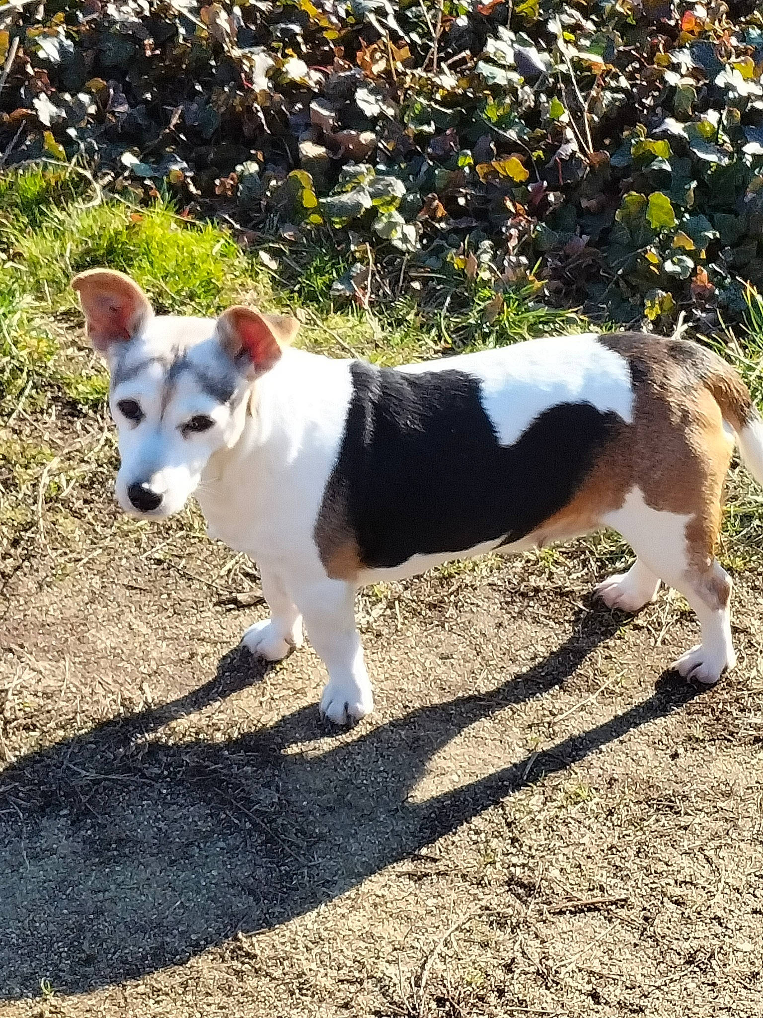 Goja participe au concours pour gagner de l'argent avec cette photo : adventure, art, canidae, carnivore, collar, companion_dog, dog, dog_breed, grass, non_sporting_group, plant, shadow, snout, soil, sporting_group, tail, terrier, walking, working_animal, working_dog