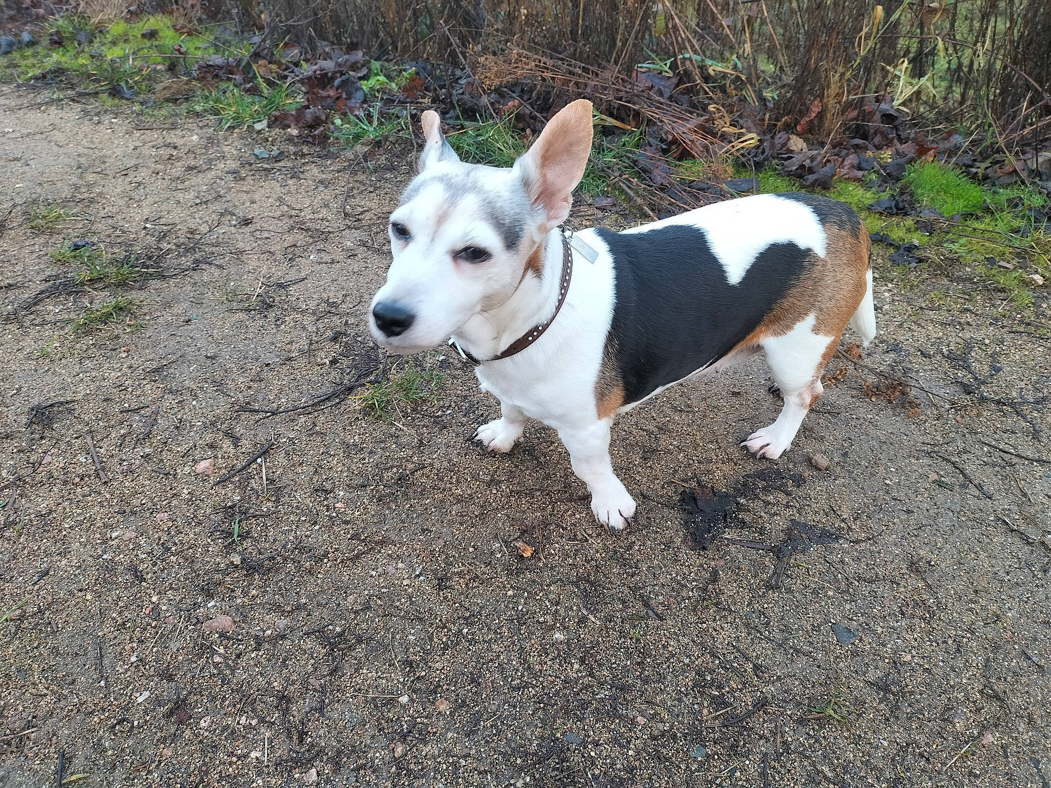 Goja a rejoint le concours — aidez-le/la à gagner de superbes lots ! adventure, carnivore, collar, companion_dog, dog, dog_breed, dog_collar, dog_supply, fawn, grass, irishjacks, plant, road_surface, snout, soil, sporting_group, tail, terrestrial_animal, terrier, working_animal