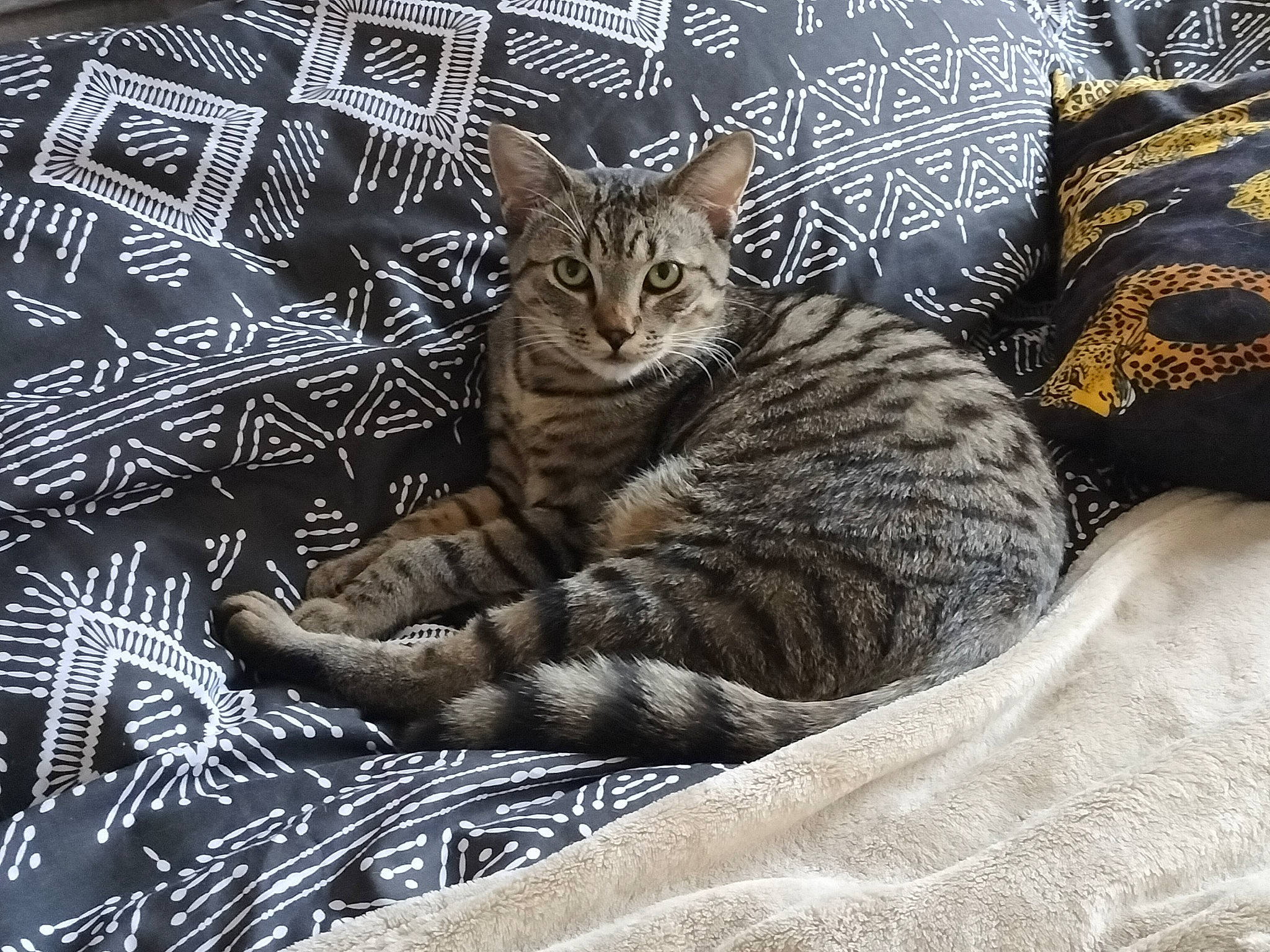 Marley a rejoint le concours — aidez-le/la à gagner de superbes lots ! carnivore, cat, claw, comfort, domestic_short_haired_cat, felidae, fur, grey, nap, pattern, paw, sitting, small_to_medium_sized_cats, snout, tail, terrestrial_animal, tree, whiskers, wildlife