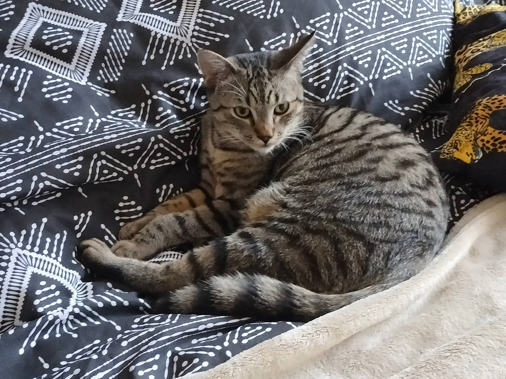 Marley a rejoint le concours — aidez-le/la à gagner de superbes lots ! carnivore, cat, claw, comfort, domestic_short_haired_cat, felidae, fur, grey, nap, pattern, paw, sitting, small_to_medium_sized_cats, snout, tail, terrestrial_animal, whiskers, wildlife