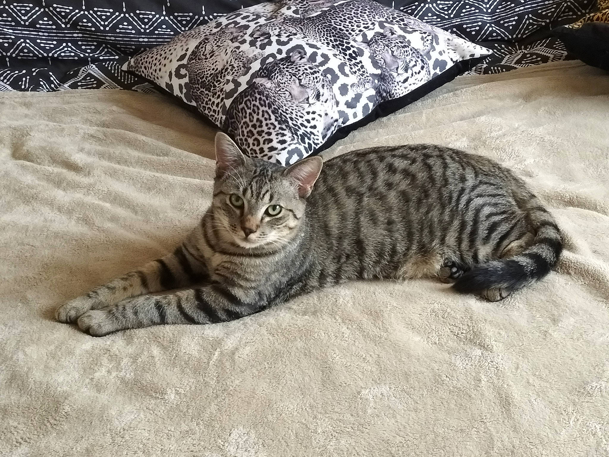 Marley participe au concours pour gagner de l'argent avec cette photo : carnivore, cat, claw, comfort, domestic_short_haired_cat, felidae, fur, grey, nap, pattern, paw, sleep, small_to_medium_sized_cats, snout, tail, terrestrial_animal, tree, whiskers, wildlife, wood