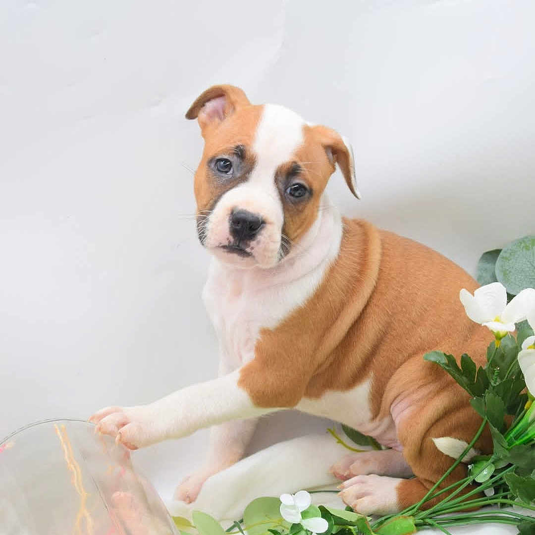 Altesse Of Passion participe au concours pour gagner de l'argent avec cette photo : animal, bathing, boxer, bulldog, canine, dog, face, flower, head, herbal, herbs, leaf, person, pet, petal, photography, plant, portrait, pottedplant, puppy