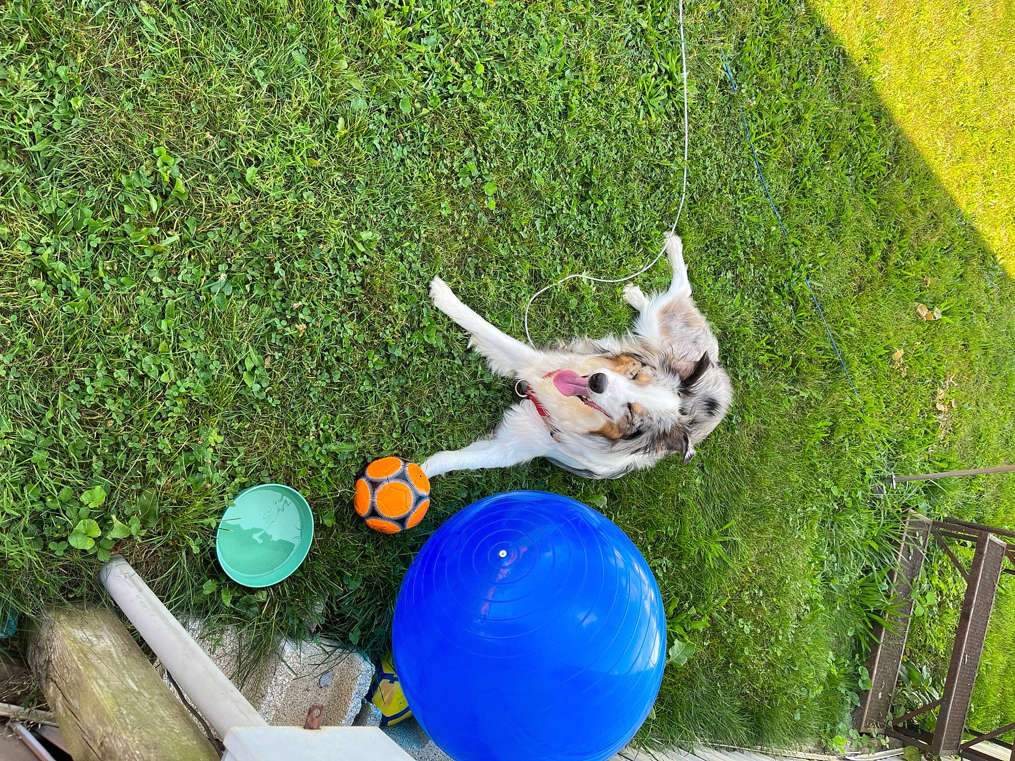 Bear is registered to the contest to win money with this photo: ball, balloon, carnivore, companion_dog, dog, dog_breed, dog_sports, fun, grass, green, lawn, leisure, party_supply, people_in_nature, recreation, sporting_group, sports_toy, tail, toy, vertebrate