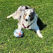 Bear joined the competition — help win amazing prizes! animal, canine, cute, dog, field, fur, grass, greenery, leisure, nature, outdoor, pet, playful, red_harness, relaxed, resting, soccer_ball, sport, summer, sunlight