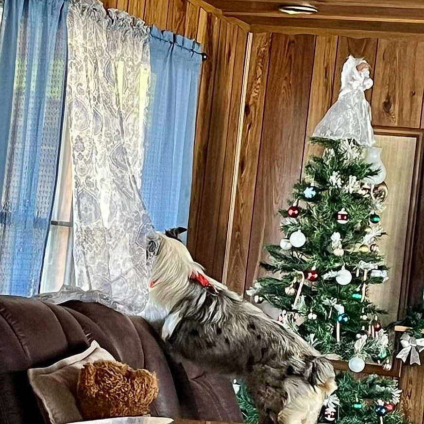 Bear is registered to the contest to win money with this photo: christmas_decoration, christmas_ornament, christmas_tree, comfort, couch, curtain, evergreen, hardwood, holiday_ornament, interior_design, living_room, ornament, plant, property, room, tints_and_shades, tree, window, window_treatment, wood