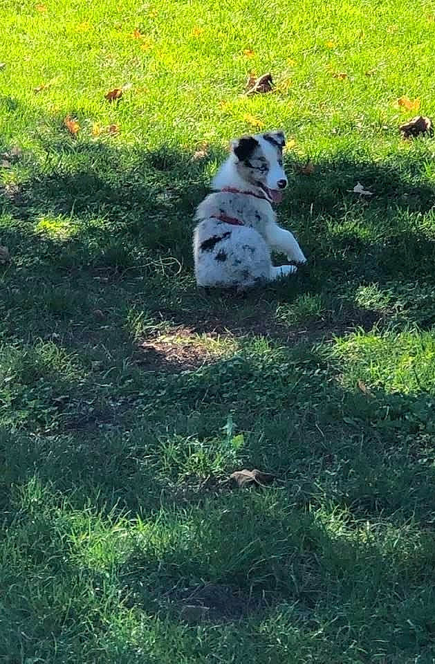 Bear is registered to the contest to win money with this photo: ball, carnivore, companion_dog, dog, dog_breed, field, garden, grass, grassland, groundcover, lawn, pasture, plant, shadow, soil, sporting_group, tail, toy_dog, tree, yard