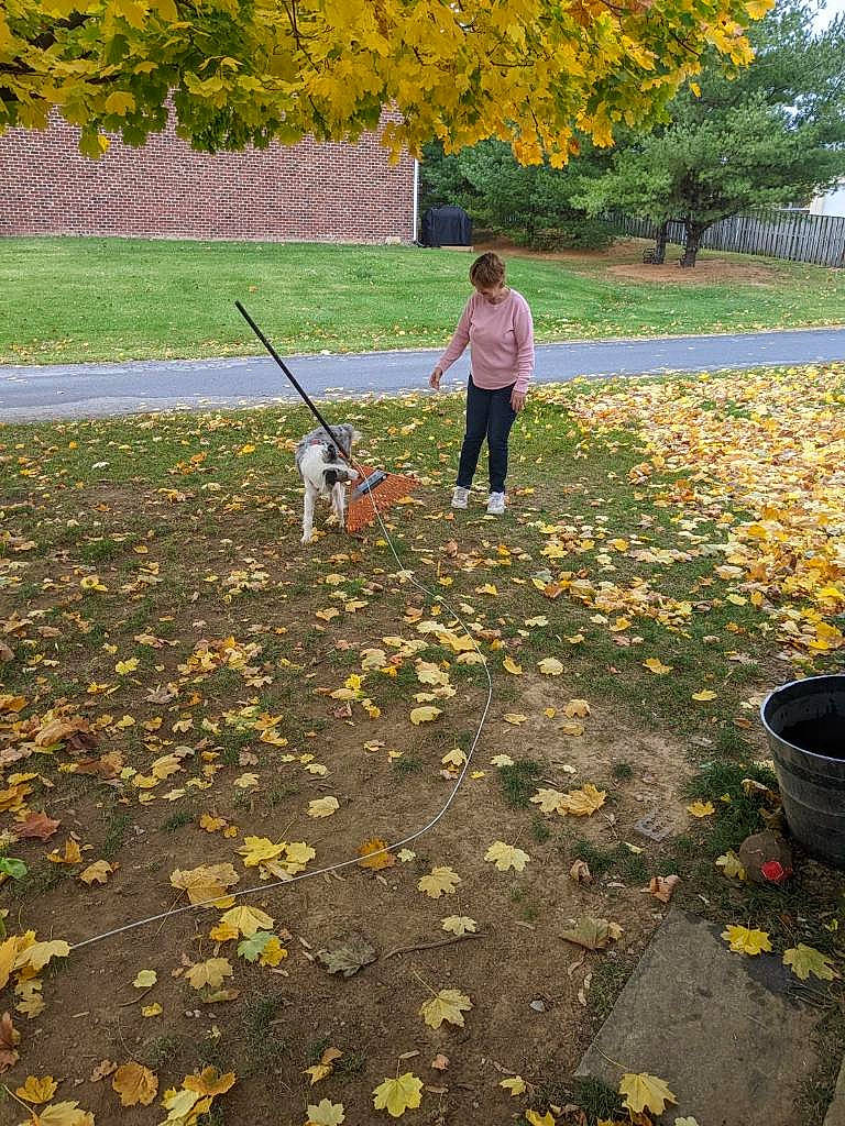 Bear is registered to the contest to win money with this photo: asphalt, deciduous, flooring, grass, grass_family, groundcover, landscape, lawn, leaf, leisure, people_in_nature, plant, road_surface, sidewalk, soil, tree, walkway, wood, woody_plant, yellow