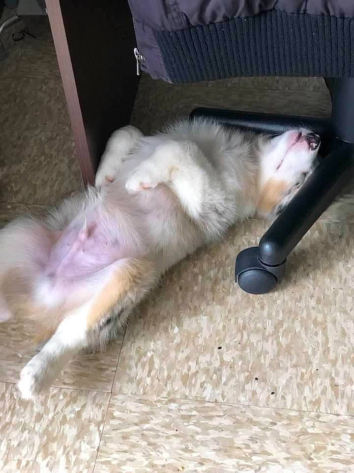 Bear is registered to the contest to win money with this photo: carnivore, cat, chair, claw, comfort, companion_dog, dog_breed, fawn, felidae, flooring, foot, fur, hardwood, human_leg, paw, small_to_medium_sized_cats, snout, tail, whiskers, wood