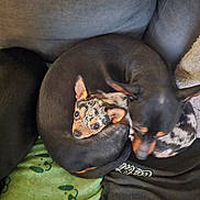 Ruben a rejoint le concours — aidez-le/la à gagner de superbes lots ! dog, dogs, couch, blanket, pet, animal, resting, curled_up, cozy, fur, ears, snout, indoor, companion, sleeping, paw_print, blanket_pattern, black_dog, spotted_dog, close_up