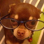 Gecko participe au concours pour gagner de l'argent avec cette photo :