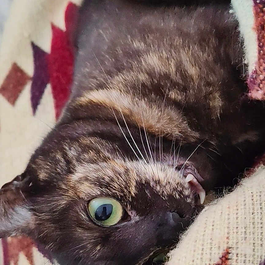 Laguertha participe au concours pour gagner de l'argent avec cette photo : cat, tortoiseshell, pet, animal, feline, green_eye, whiskers, fur, lying_down, blanket, patterned_blanket, cozy, cute, playful, close_up, indoor, resting, soft_texture, domestic_cat, eye