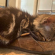 Andy joined the competition — help win amazing prizes! kitten, cat, sandal, footwear, sleeping, fur, tabby, brown, closeup, indoors, floor, cozy, pet, animal, cute, resting, whiskers, paw, texture, home