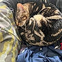 Andy is registered to the contest to win money with this photo: cat, tabby_cat, sleeping, curled_up, fur, clothing, fabric, camo_pattern, indoor, cozy, nap, resting, soft, pile, textile, pattern, pet, animal, close_up, home
