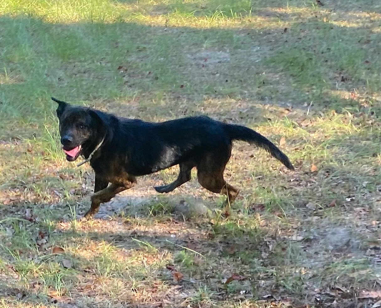 Rebel is registered to the contest to win money with this photo: dog, black_dog, outdoor, grass, sunlight, animal, nature, canine, panting, running, pet, happy, walking, daytime, field, playful, mammal, grassland, fur, tail