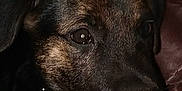 Rebel is registered to the contest to win money with this photo: dog, pet, close_up, collar, brown, black, fur, animal, canine, resting, indoor, portrait, looking, ears, snout, tag, domestic_animal, face, companion, cute
