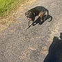 Rebel is registered to the contest to win money with this photo: dog, animal, pet, outdoor, grass, path, gravel, sunlight, shadow, nature, walking, tongue_out, brown, black, canine, happy, daytime, leaf, ground, sidewalk