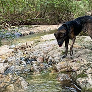 Rebel joined the competition — help win amazing prizes! dog, water, creek, rocks, forest, nature, outdoor, animal, canine, stream, greenery, trees, wildlife, moss, riverbed, pet, walking, landscape, daylight, exploration