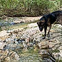 dog, water, creek, rocks, forest, nature, outdoor, animal, canine, stream, greenery, trees, wildlife, moss, riverbed, pet, walking, landscape, daylight, exploration