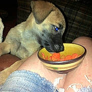 Silas is registered to the contest to win money with this photo: puppy, dog, bowl, carrots, person, lap, denim_shorts, indoor, flash, pet, curious, animal, sniffing, casual, frayed_clothing, brown_fur, black_muzzle, food, couch, plaid