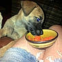 puppy, dog, bowl, carrots, person, lap, denim_shorts, indoor, flash, pet, curious, animal, sniffing, casual, frayed_clothing, brown_fur, black_muzzle, food, couch, plaid