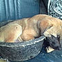 Silas is registered to the contest to win money with this photo: puppy, dog, sleeping, basket, cozy, resting, indoor, cushion, blue, patterned_pillow, fur, cute, pet, small, young, animal, domestic, relaxing, snug, quiet