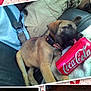 Silas is registered to the contest to win money with this photo: puppy, dog, can, coca_cola, couch, leash, collar, blanket, fabric, heart_pattern, indoor, pet, sleepy, brown_fur, black_nose, close_up, resting, adorable, domestic_animal, young_dog