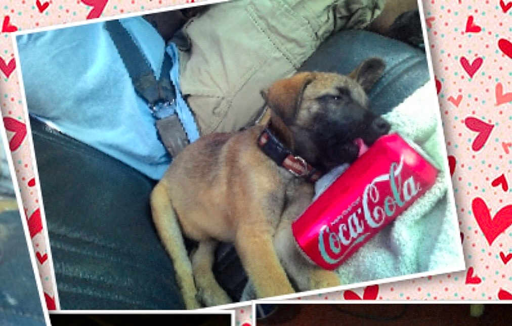 Silas is registered to the contest to win money with this photo: puppy, dog, can, coca_cola, couch, leash, collar, blanket, fabric, heart_pattern, indoor, pet, sleepy, brown_fur, black_nose, close_up, resting, adorable, domestic_animal, young_dog