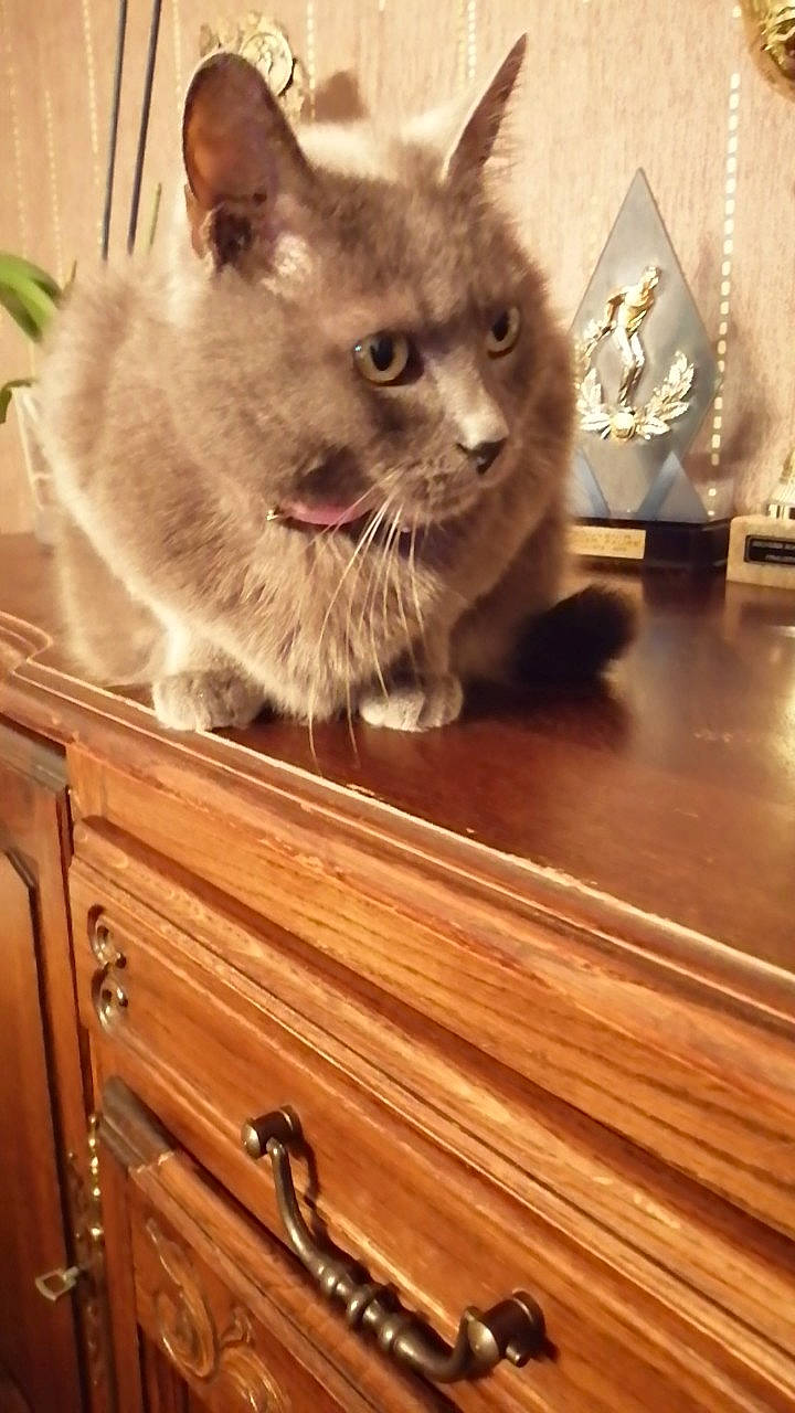 Heidi participe au concours pour gagner de l'argent avec cette photo : cabinetry, carnivore, cat, domestic_short_haired_cat, eye, fawn, felidae, flooring, fur, grey, hardwood, plank, small_to_medium_sized_cats, snout, tail, thai, varnish, whiskers, wood, wood_stain