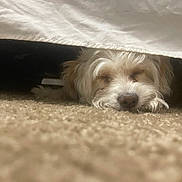 Cielo joined the competition — help win amazing prizes! dog, sleeping, carpet, bed, fur, pet, resting, indoor, cozy, closeup, animal, quiet, cute, relaxed, hidden, whiskers, nose, small_dog, brown, white