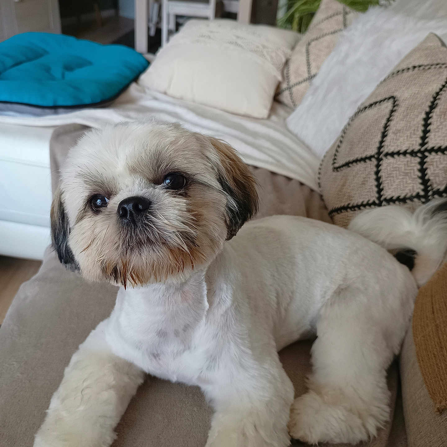 Ullane participe au concours pour gagner de l'argent avec cette photo : animal, architecture, building, canine, chair, couch, cushion, dog, furniture, homedecor, indoors, interiordesign, linen, livingroom, pet, pillow, poodle, puppy, room, terrier