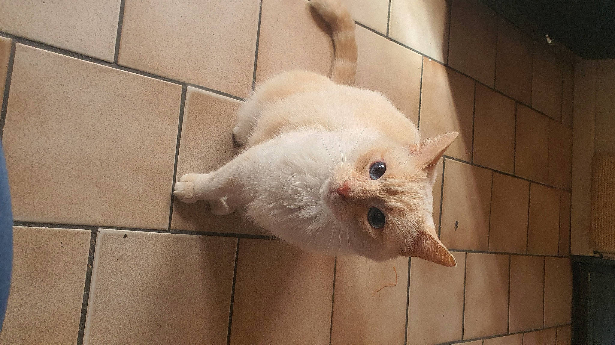 Roméo participe au concours pour gagner de l'argent avec cette photo : carnivore, cat, claw, domestic_short_haired_cat, fawn, felidae, flooring, fur, hardwood, paw, small_to_medium_sized_cats, tail, tile, tile_flooring, whiskers, wood