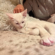 Ellie joined the competition — help win amazing prizes! cat, kitten, white_cat, sleepy, lying_down, stretched_paw, pink_nose, pink_paw_pads, collar, heart_tag, indoors, cozy, blanket, cushion, sweater, person, pet, relaxed, close_up, warm_lighting