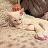 cat, kitten, white_cat, sleepy, lying_down, stretched_paw, pink_nose, pink_paw_pads, collar, heart_tag, indoors, cozy, blanket, cushion, sweater, person, pet, relaxed, close_up, warm_lighting