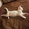 cat, kitten, white_cat, lying_down, stretching, relaxed, sleepy, pet, animal, feline, fur, whiskers, ears, paws, tail, couch, blanket, indoors, sunlight, cozy