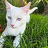 Ellie is registered to the contest to win money with this photo: cat, white_cat, blue_eyes, heterochromia, animal, pet, feline, grass, garden, outdoors, nature, portrait, close_up, whiskers, ears, tail, fur, lying_down, greenery, sunlight